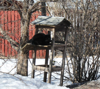 Denna katt har minsann valt en bra viloplats eller om det är en plats för att förvilla bytet.